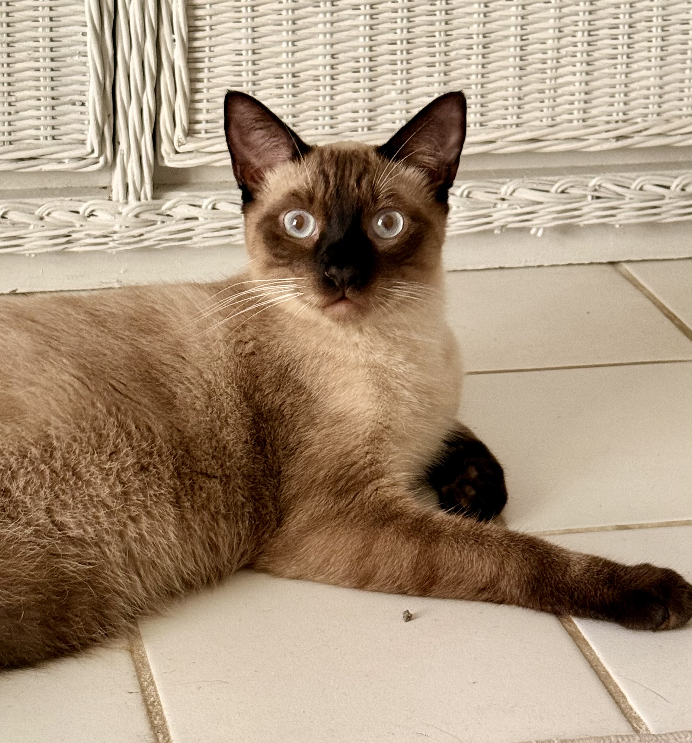 Siamese cat lounging on tile floor