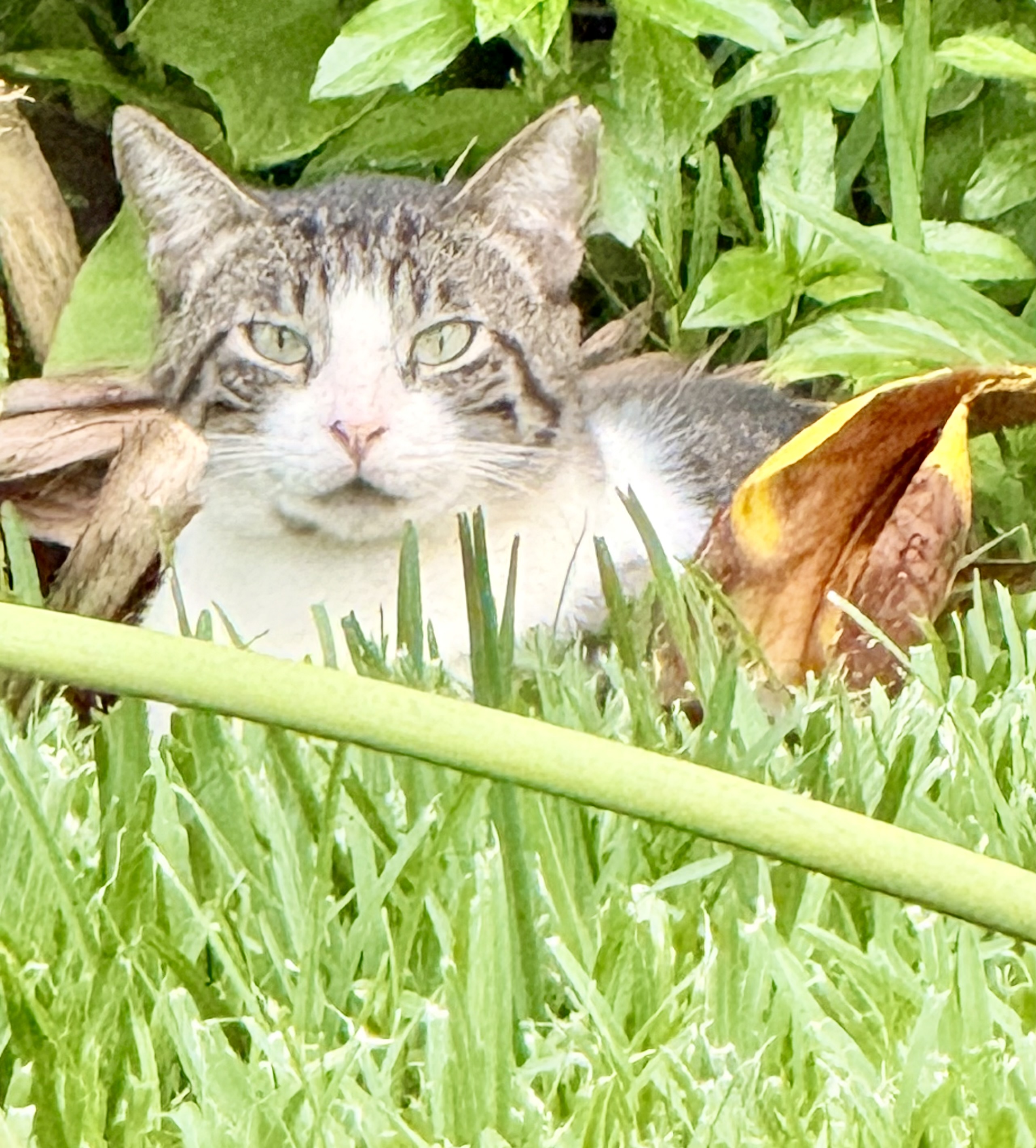 Cat resting in the garden