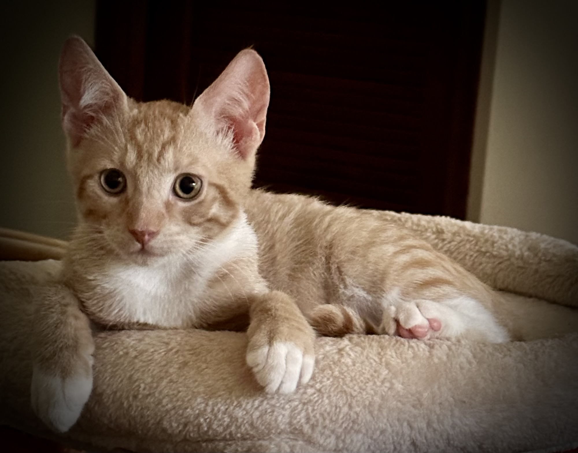 Orange kitten on a cozy bed